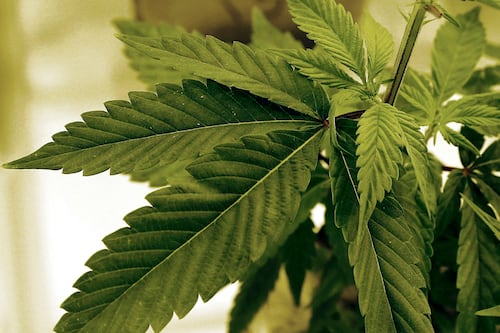 Cannabis sales in Minnesota are likely to start later than expected. How much later isn't clear