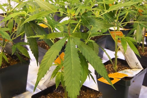 Aurora Cannabis to consolidate shares on a one-for-10 basis