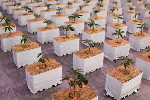 Cannabis Canada Weekly: Outlook for 2022, CSE plans new tier to boost trading volumes