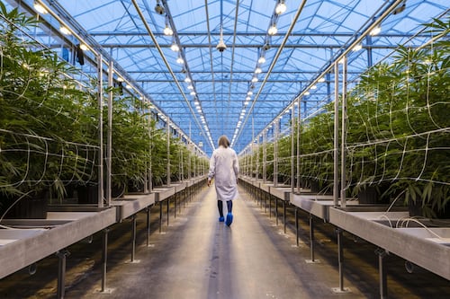 Hexo to close 3 facilities, lay off 155 in latest cost-cutting efforts