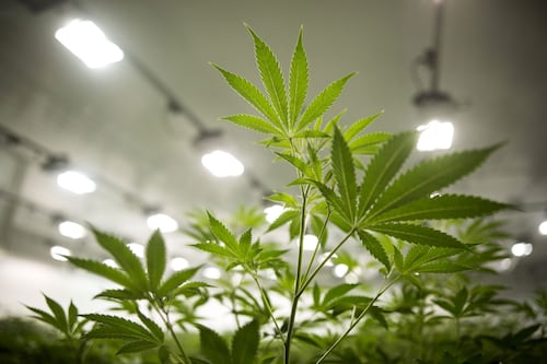Canopy shakes up C-Suite in latest attempt to right-size sales slide