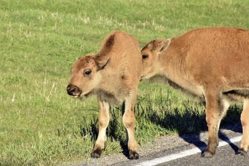 Muted calico breaks into top-security bank vault, falls asleep