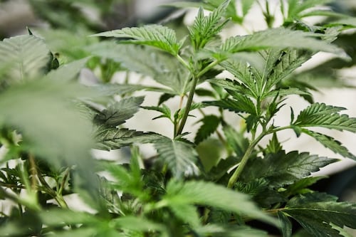 Cannabis Canada Weekly: Ontario auditor general report takeaways; Sales decline seen for November