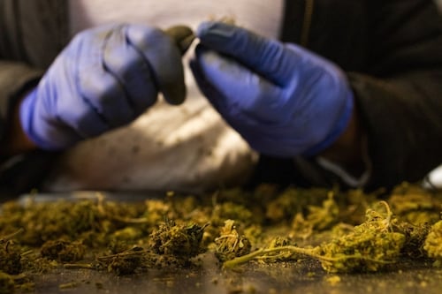 Regulator issues warning after unregulated hemp products sold at licenced pot shops