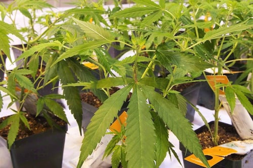 73% of pot purchases from legal sources, up from 37% in 2019: Health Canada