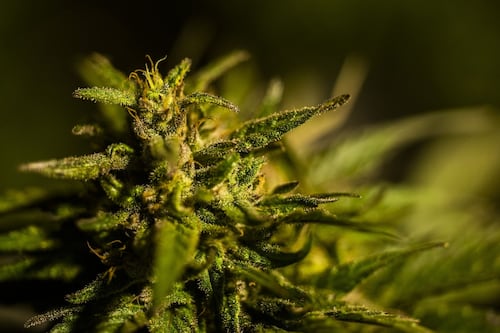 Cannabis Canada Weekly: Aurora targets premium, medical pot in Canada’s 'irrational' market