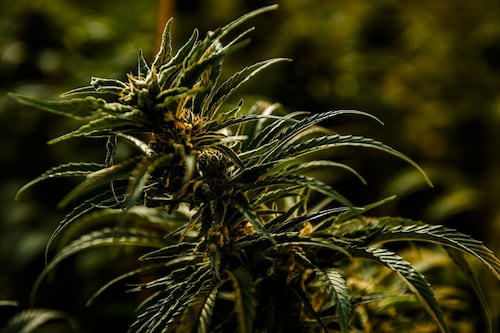 Ont. cannabis retailer fined $200K over alleged inducements